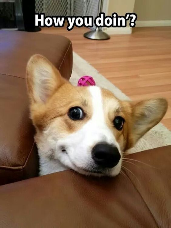 smiling Corgi photo with a text