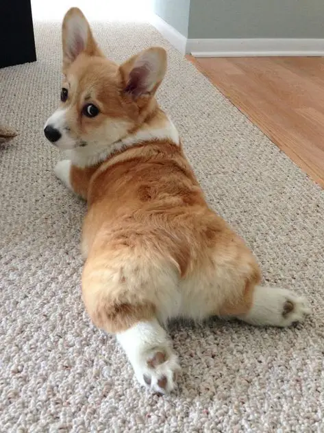 Corgi puppy lying down on the carpet showing off its butt