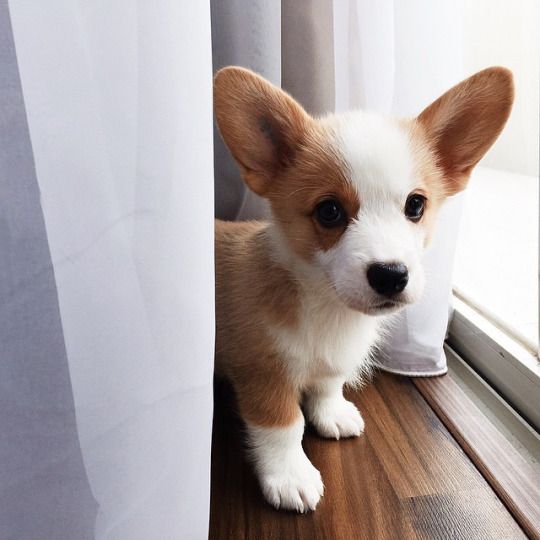 Corgi puppy standing on the floor by the glass door