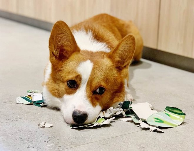 Corgi lying on the floor with torn paper box