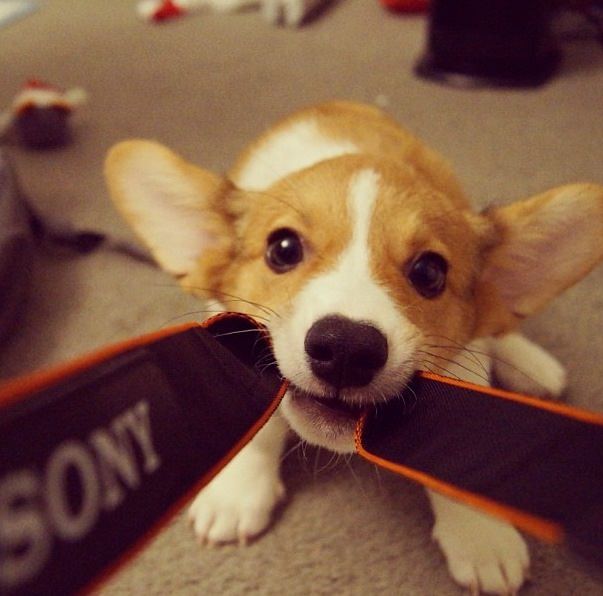 Corgi puppy playing tug of war with a camera strap