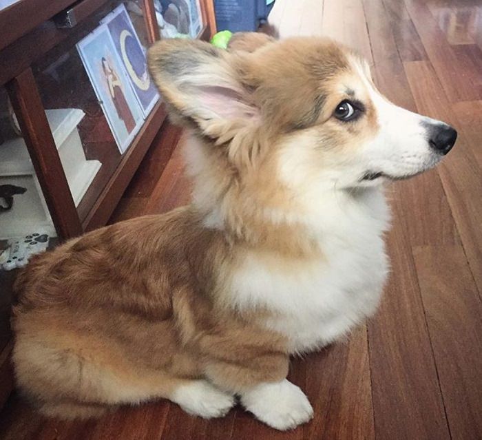 Corgi sitting on the floor