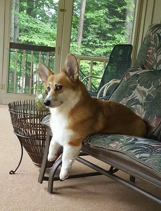 Corgi on the chair with its suspicious face
