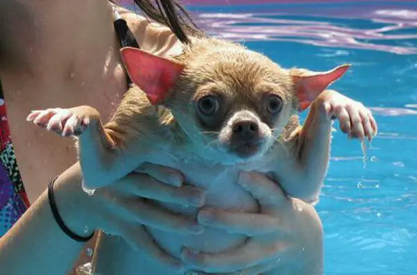 funny Chihuahua out from the pool