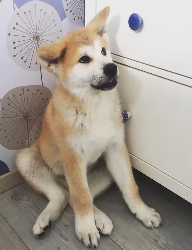 Akita Inu sitting on the floor next to a drawer while looking up