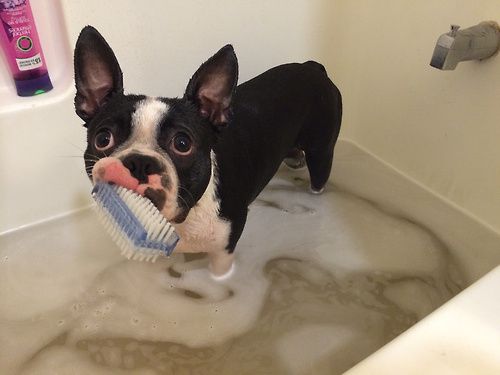 boston terrier with brush in its mouth