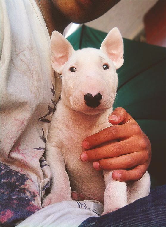 English Bull Terrier puppy sitting on the lap of its owner