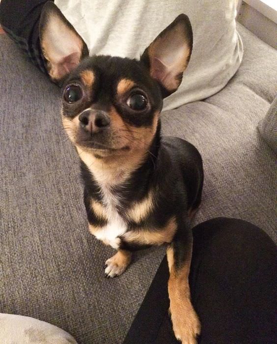 Chihuahua dog with its hands on his owners lap while begging