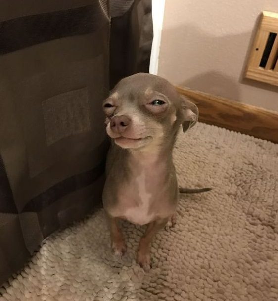 Chihuahua with a funny suspicious face