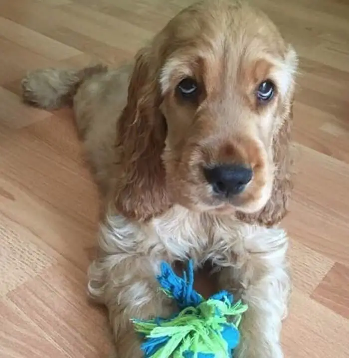 Cocker Spaniel puppy holding its toy while lying on the floor with its sad eyes