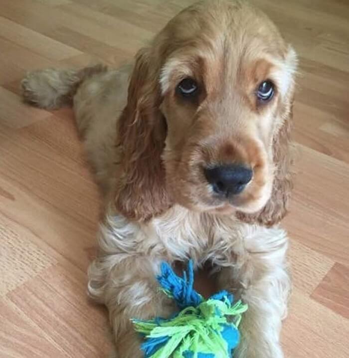 Cocker Spaniel puppy holding its toy while lying on the floor with its sad eyes