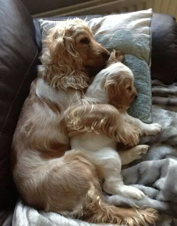 Cocker Spaniel dog and puppy sleeping on the couch