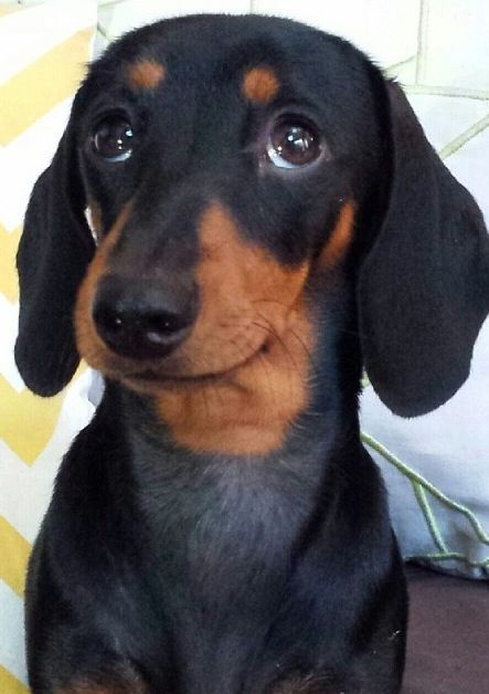 Dachshund dog looking up with adorable eyes