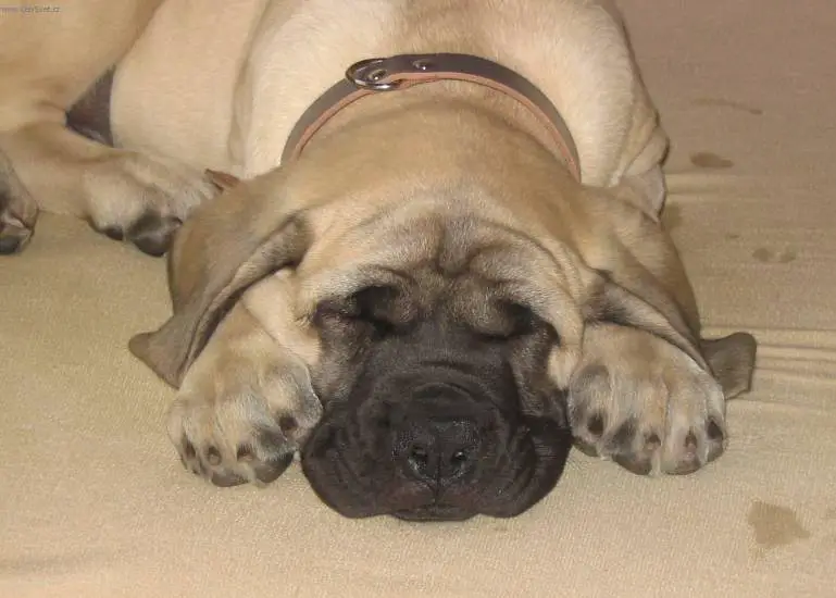 English Mastiff lying down sleeping on the bed with its paws in on the side of its wrinkled face