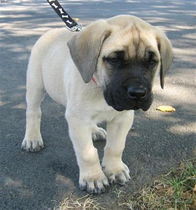 English Mastiff puppy standing on the concrete