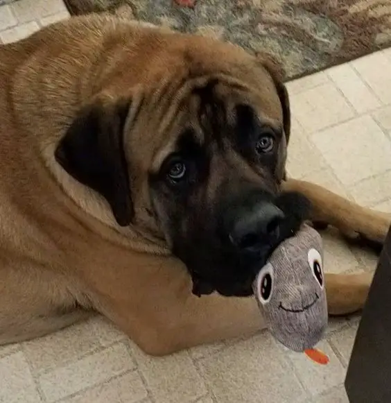 English Mastiff lying on the floor with a toy in its mouth