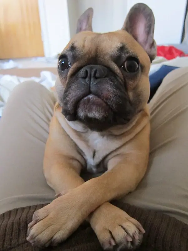 A French Bulldog lying in between the lap of a person sitting on the floor