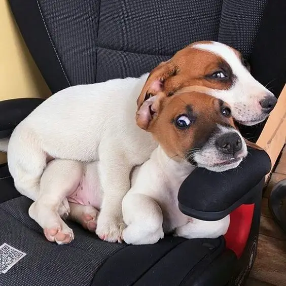 jack russell dogs sitting on a chair while the other one is on top of the other one
