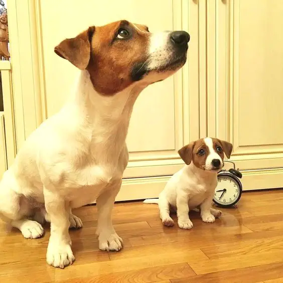 adult and puppy jack russell dogs sitting on the floor begging