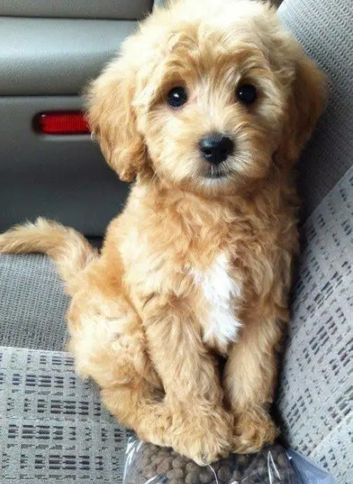 Labradoodle puppy on the passenger seat inside the car