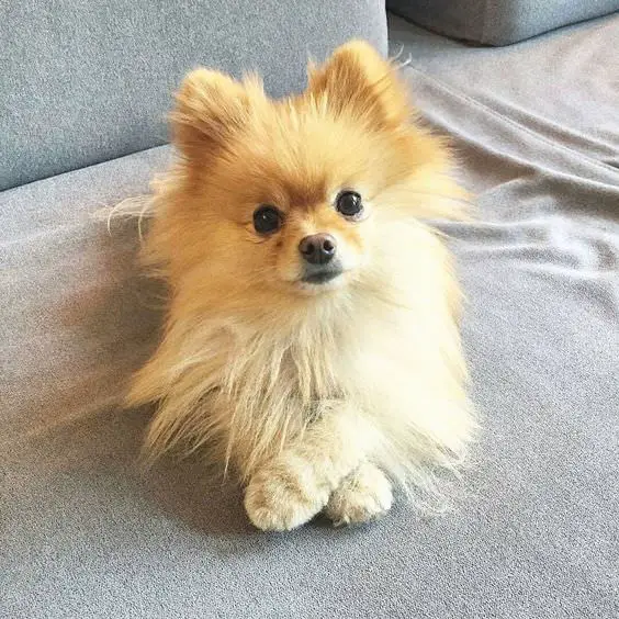 Pomeranian lying on the couch