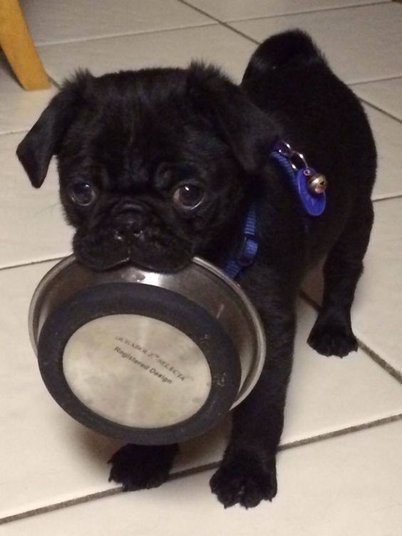 black Pug puppy on the floor with a bowl in its mouth