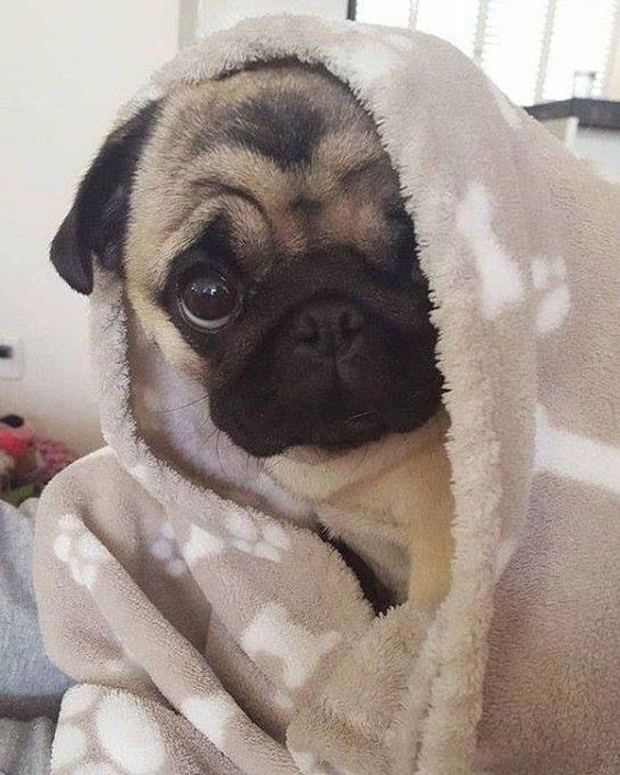 Pug snuggled in a blanket