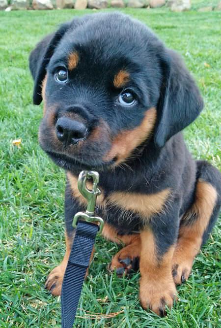 Rottweiler puppy sitting on the grass