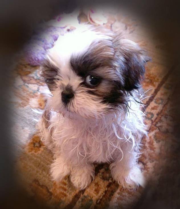 suspicious shih tzu puppy