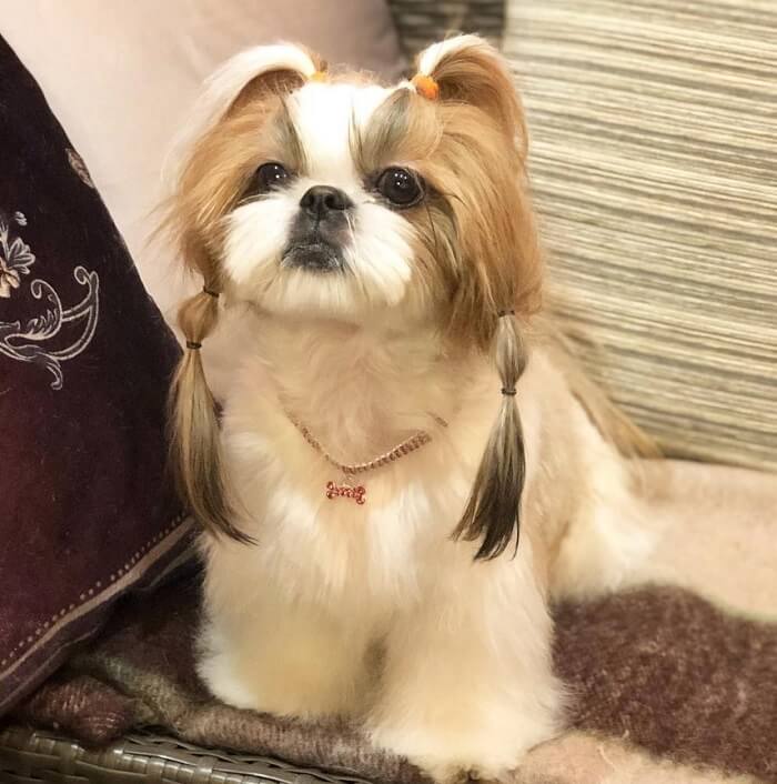 cute shih tzu