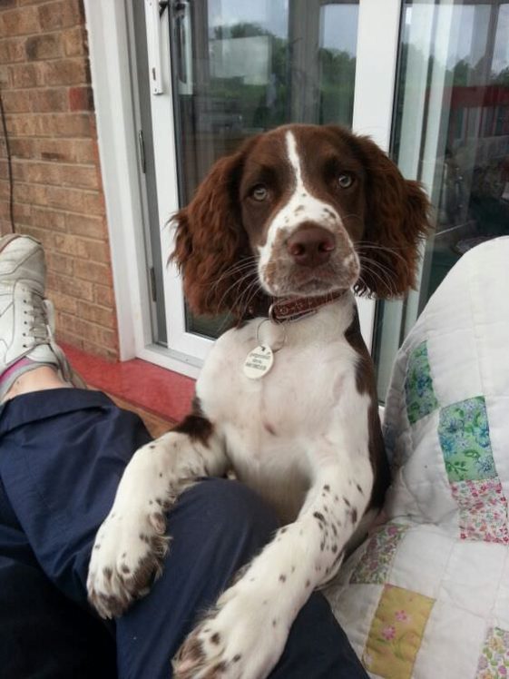 Springer Spaniels looking at you