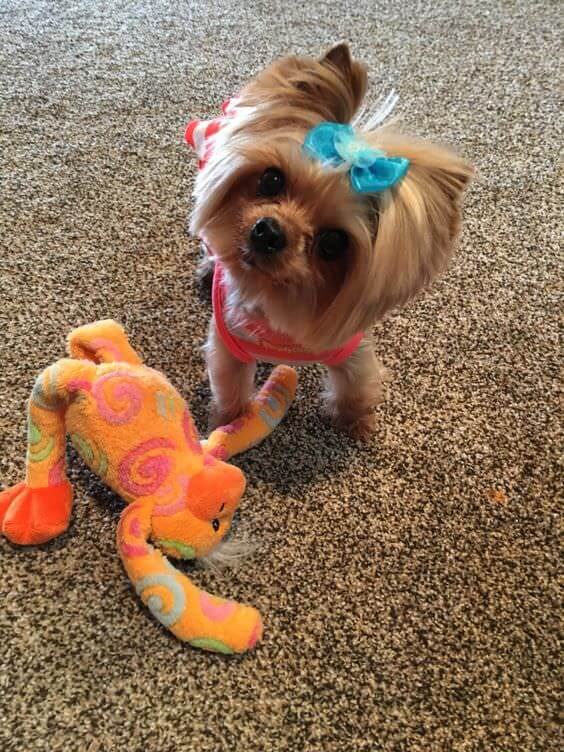 Yorkshire Terrier playing with its stuffed toy