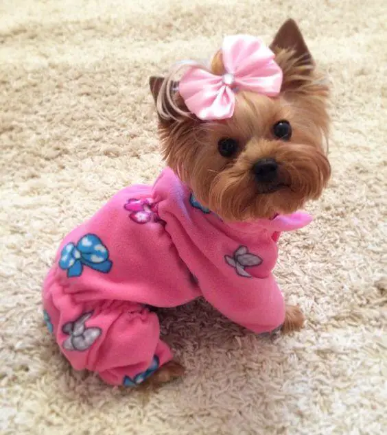Yorkshire Terrier wearing a cute pink ribbon on top of its head and wearing a pink outfit while sitting on the floor