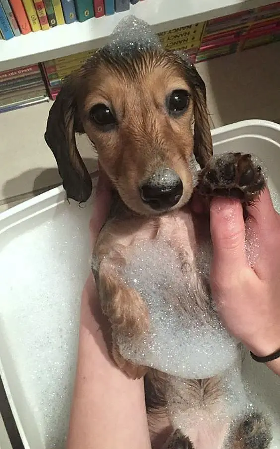Dachshund puppy taking a bath with full of bubbles