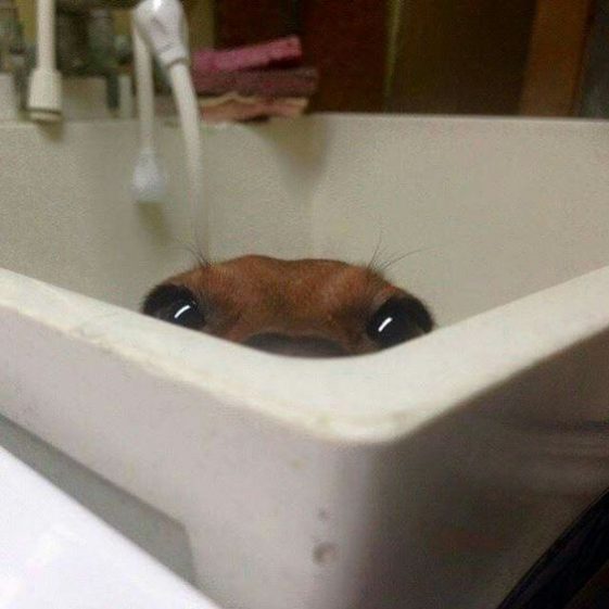 dachshund peeking from the bathtub