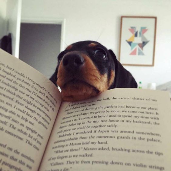 Dachshund face on top of the open book