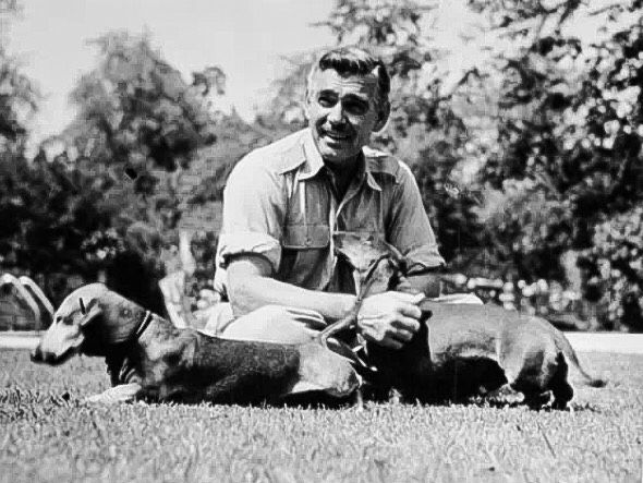 black and white photo of Clark Gable sitting on the grass with his two dachshund dog