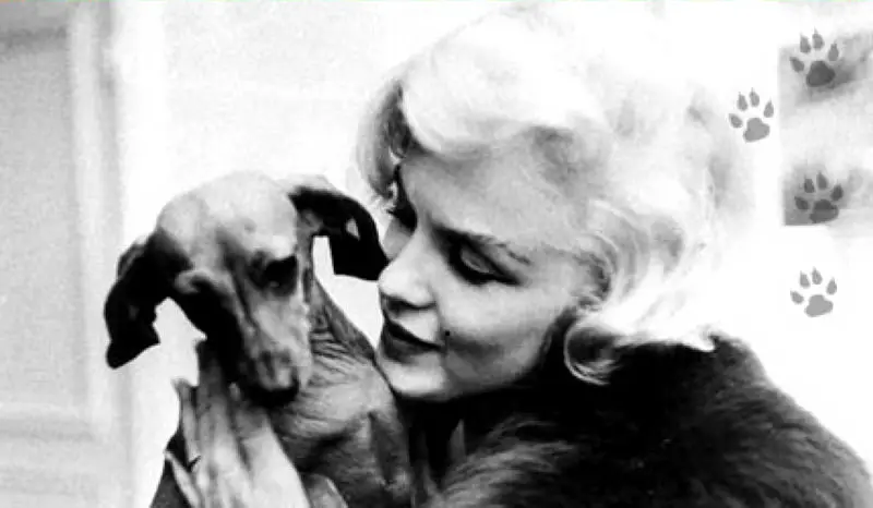 Marilyn Monroe kissing her dachshund dog