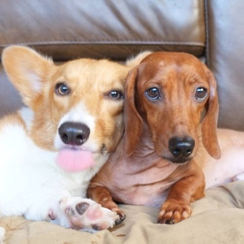 Dachshund lying on the couch next to a Corgi
