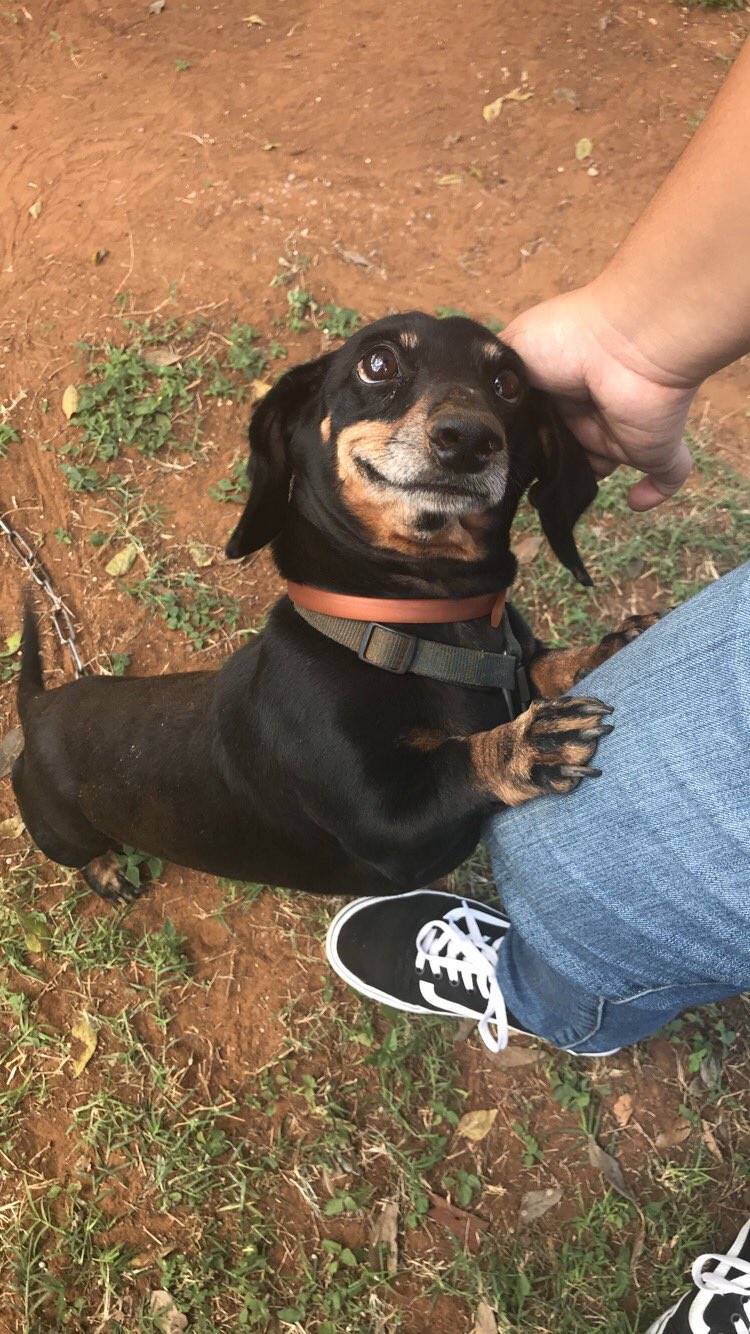 sweet faced Dachshund standing up leaning on the knee of a man while being pet on the head