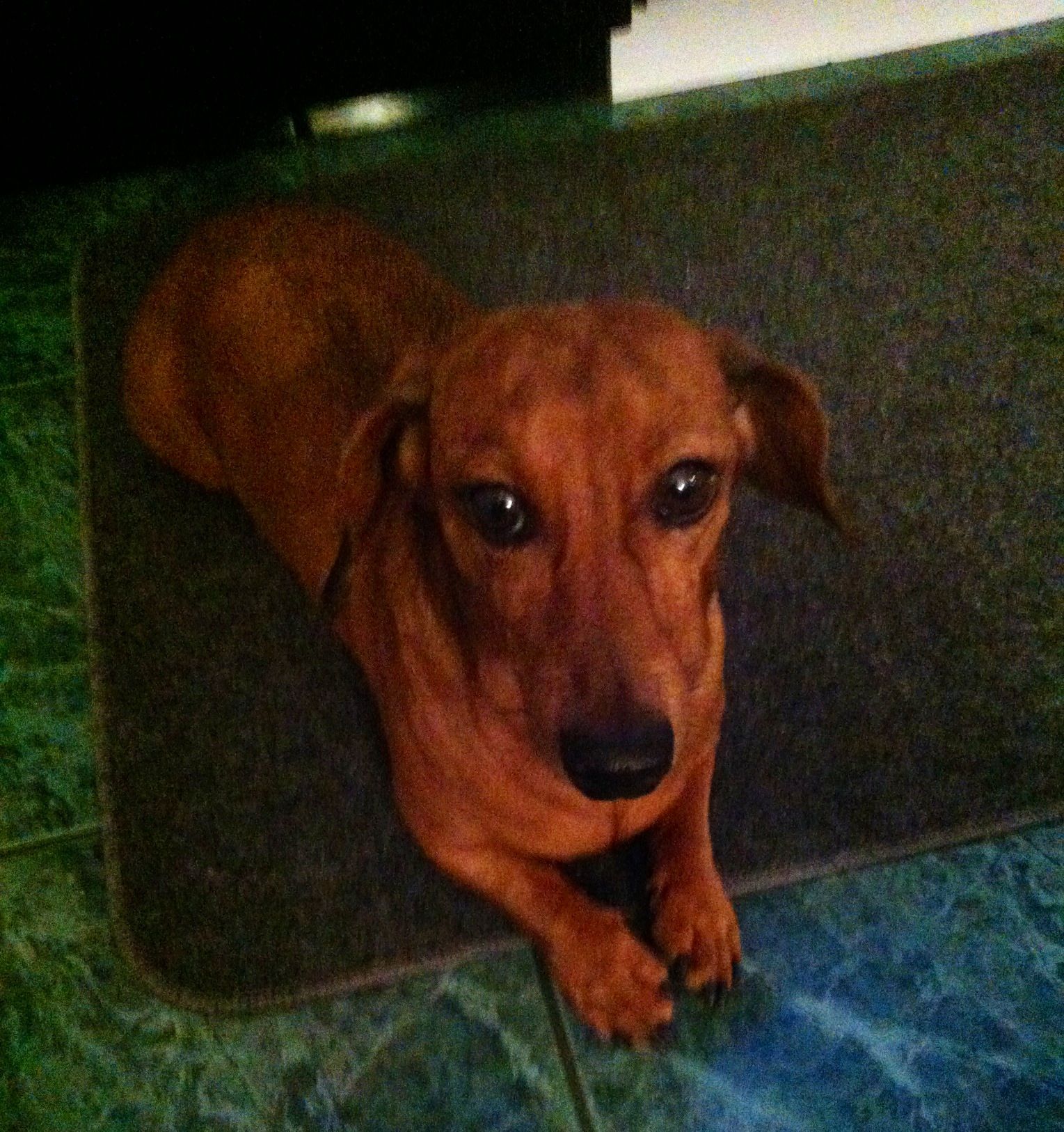 Dachshund lying down on the carpet