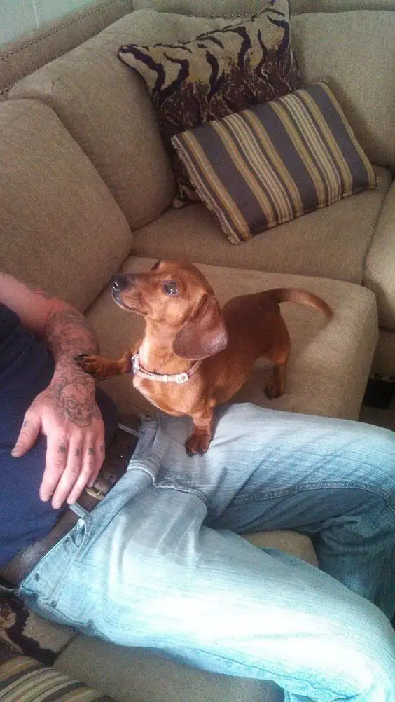 Dachshund on the couch with its paws on the arms and lap of a man and looking up at him with its begging face