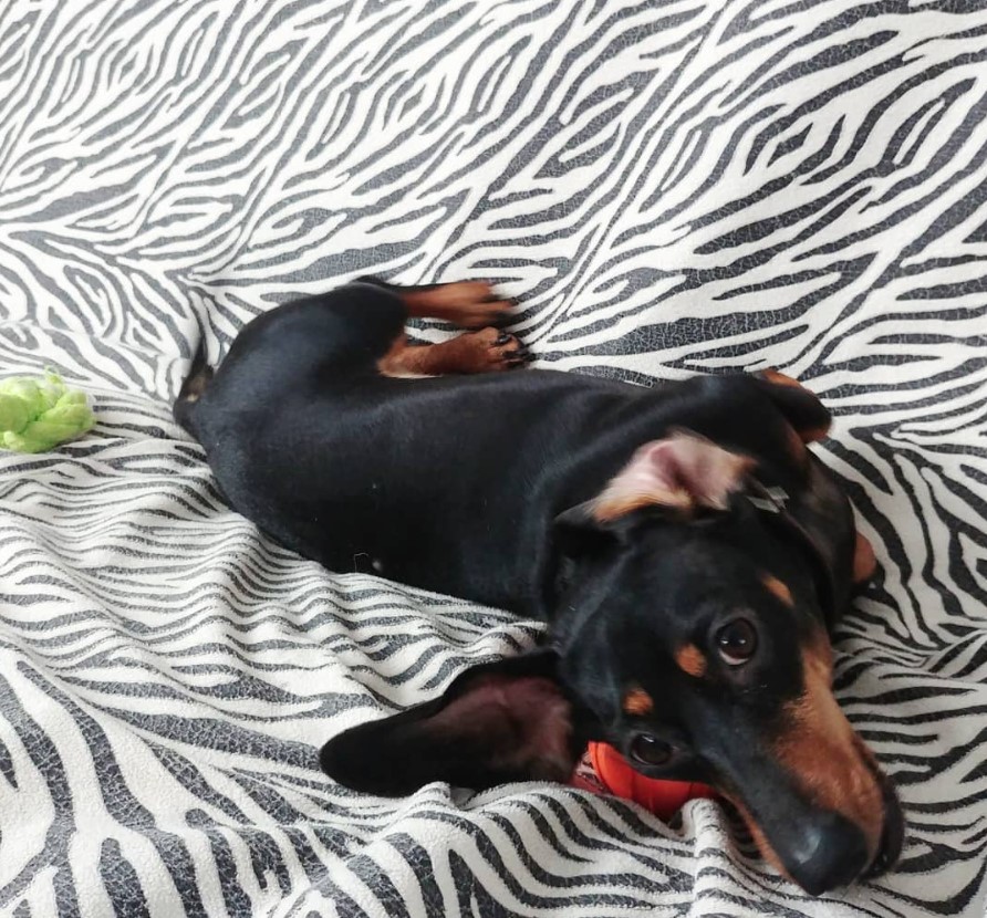 Dachshund lying on the zebra printed bed