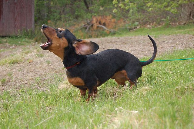 Dachshund barking in the yard