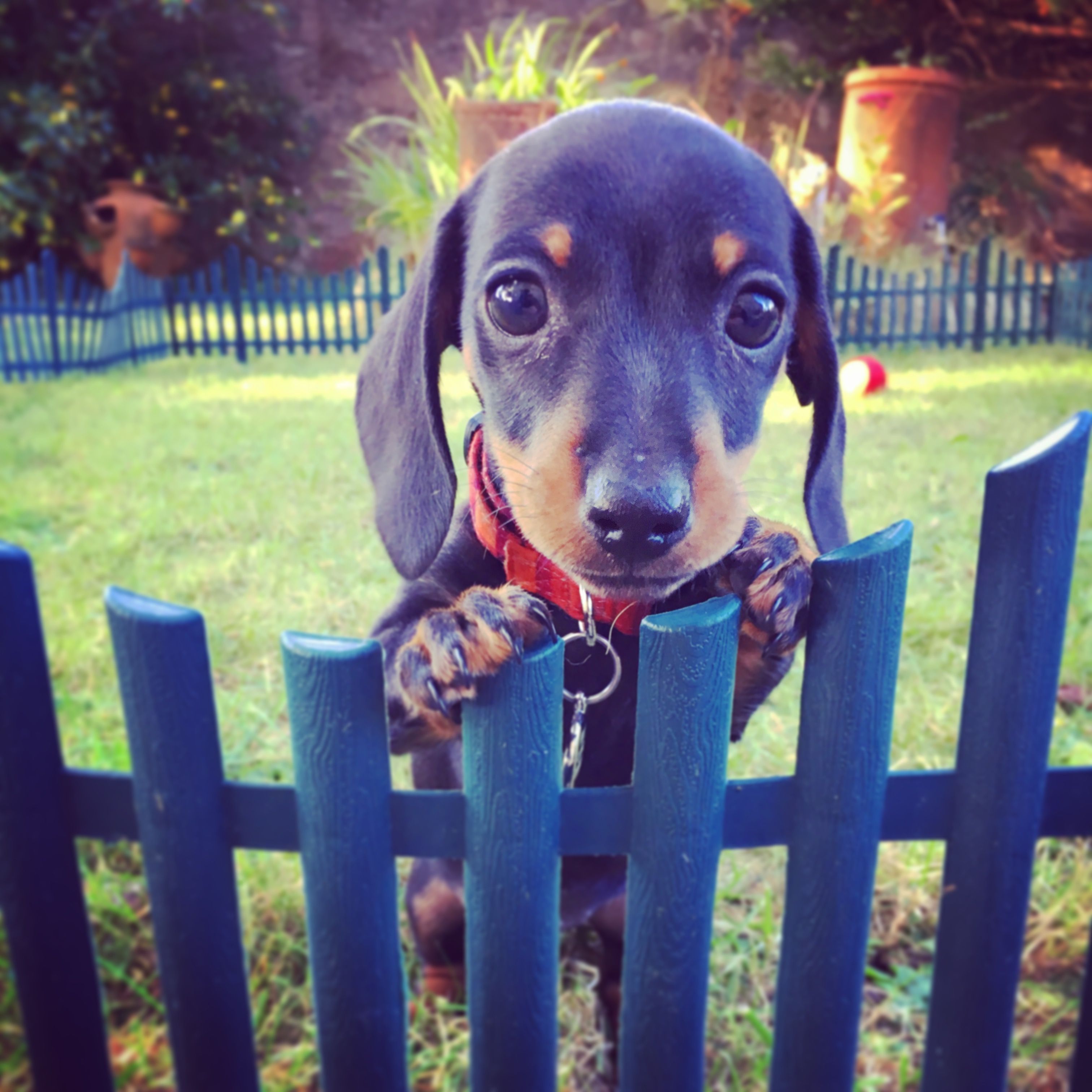 Dachshund puppy standing up behind the fence in the lawn