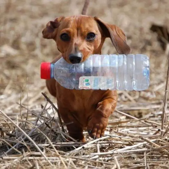 Dachshund running with a plastic bottle in its mouth
