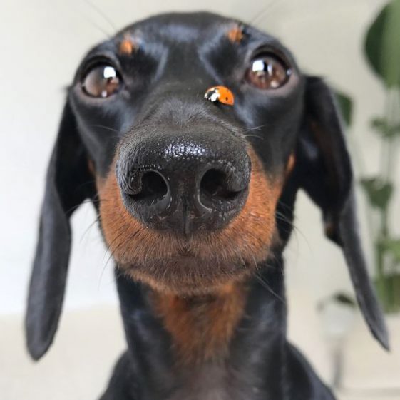 dachshund with a lady bug in its nose