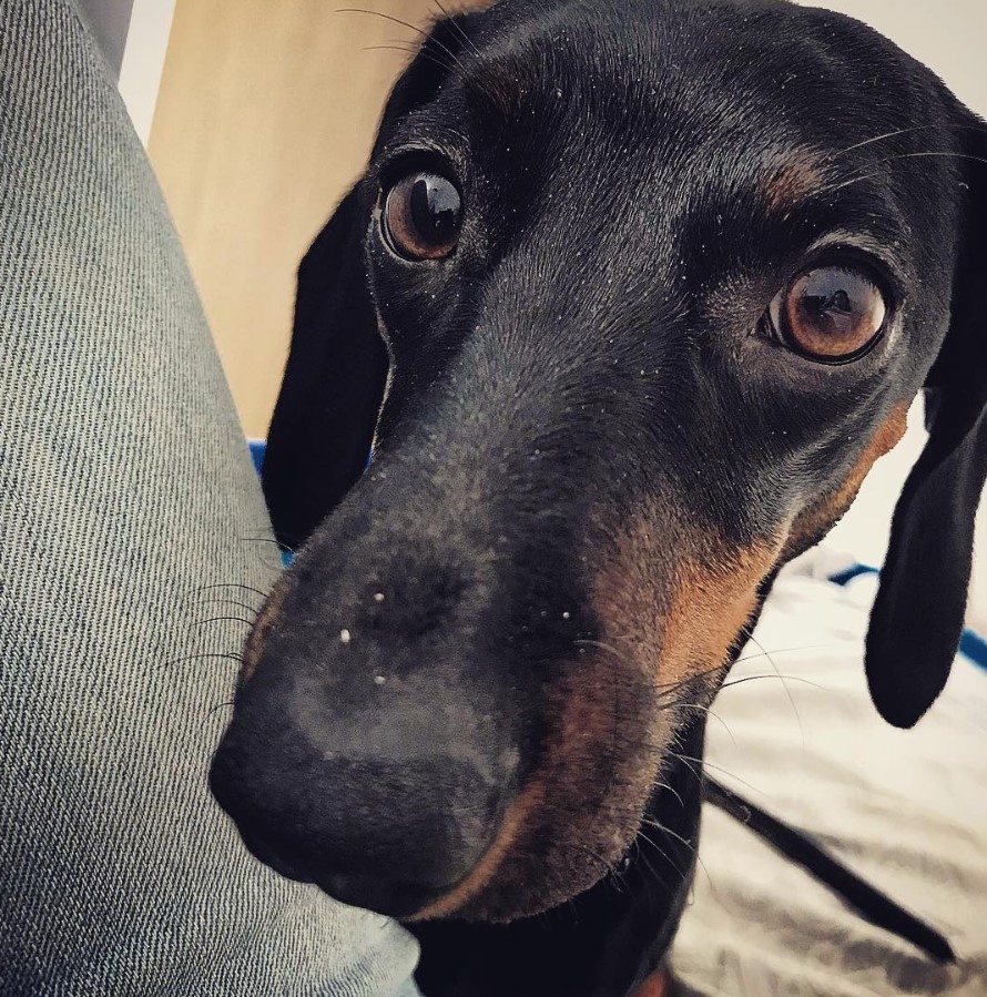 adorable face of a Dachshund while on the bed