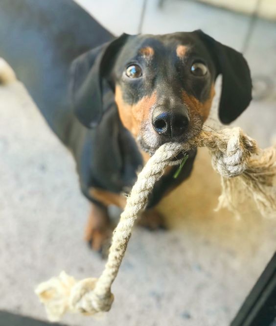 Dachshund on the floor with a rope in its mouth