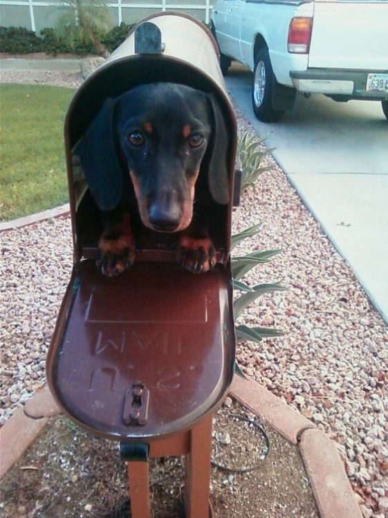 dachshund in a mail box